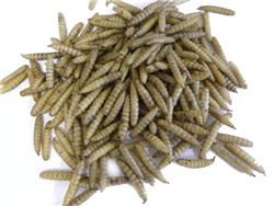 11 lbs BLEND- Dried Mealworms & Black Soldier Fly Larvae (Sunworms™)